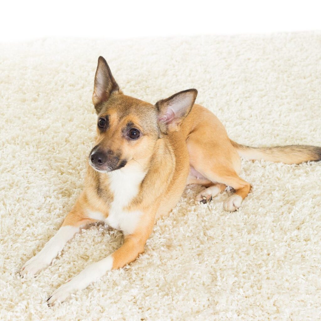 photo of a dog laying on carpet