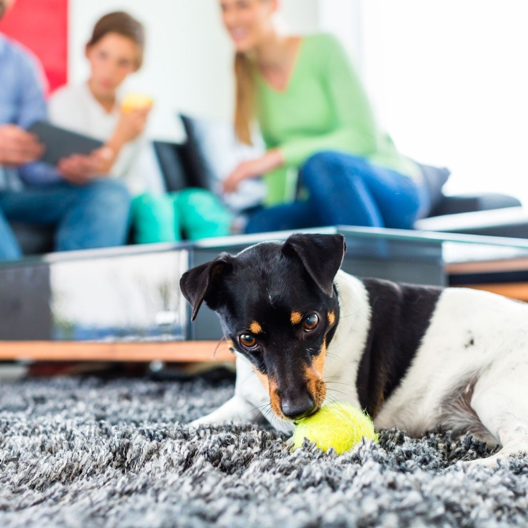 dog on floor with ball