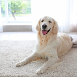 dog on carpet